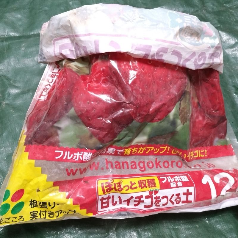 穴を開けた培養土の袋