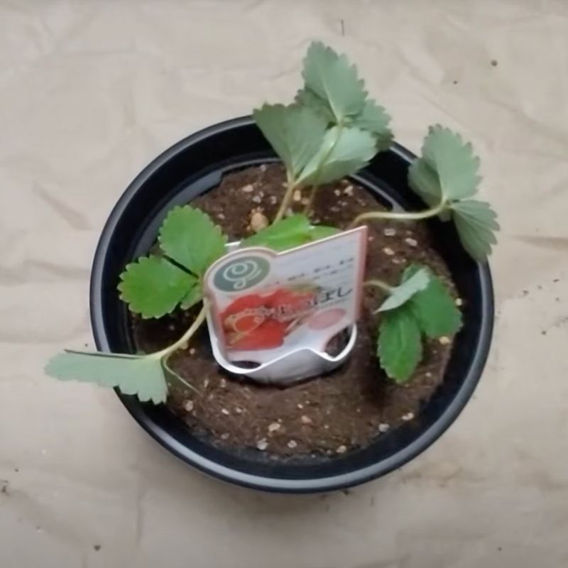 一度苗ポットを置いて高さを確認