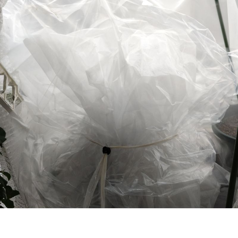 不織布の上から、ビニール袋をかける