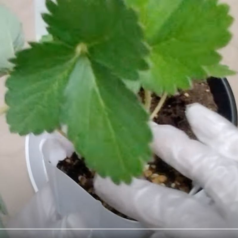 苗を指で はさむ