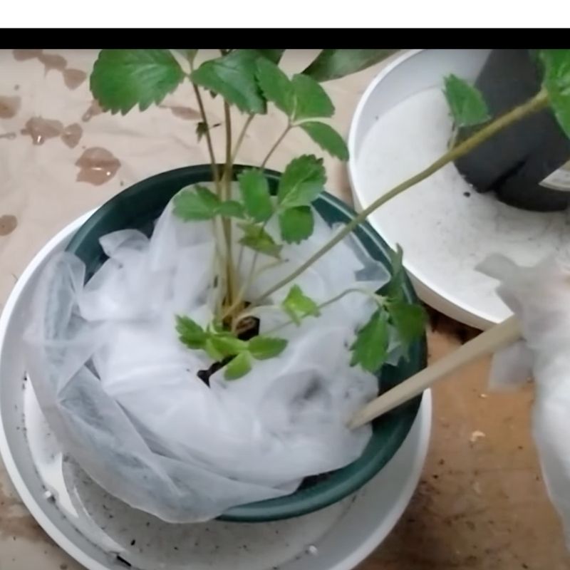 割り箸などで優しく鉢にそわせる