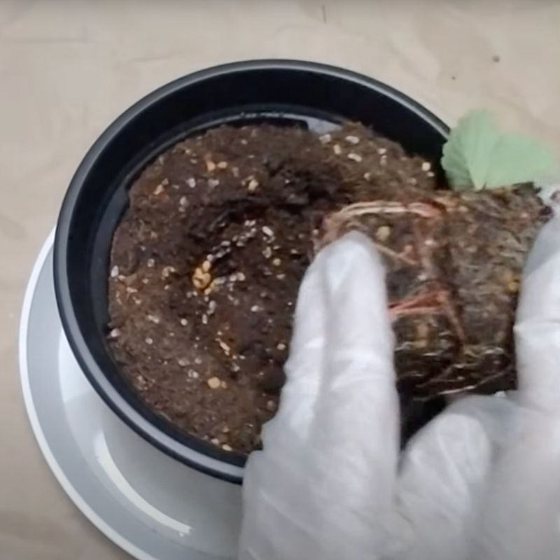 苗の根鉢に手をそえる