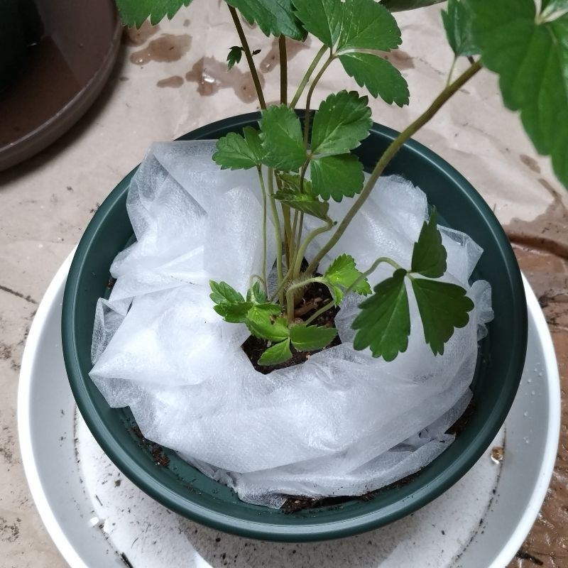 不織布で株の周りをおおった様子