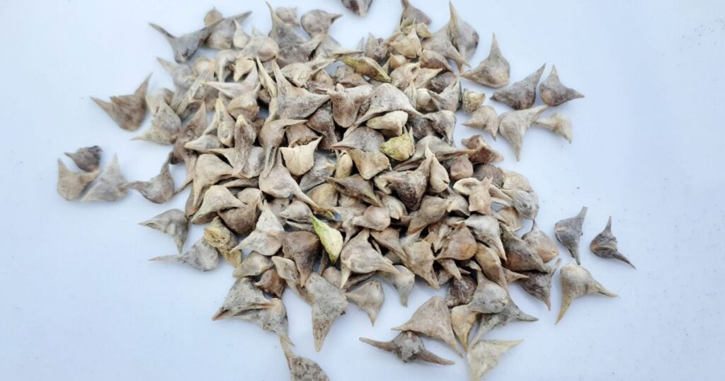 東洋種ほうれん草の種