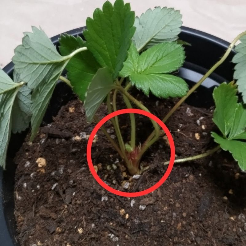 クラウンを埋めないようにする