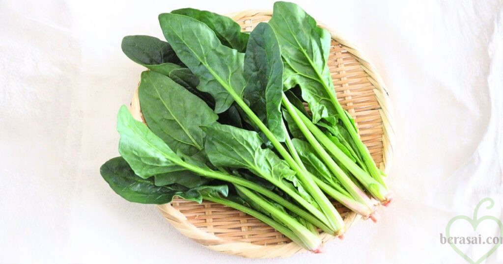 収穫したホウレンソウ