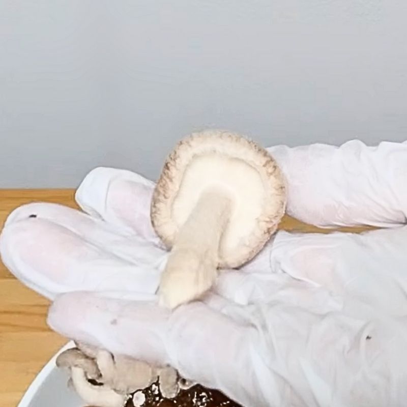 間引いたしいたけ 傘が開き、膜が切れる直前