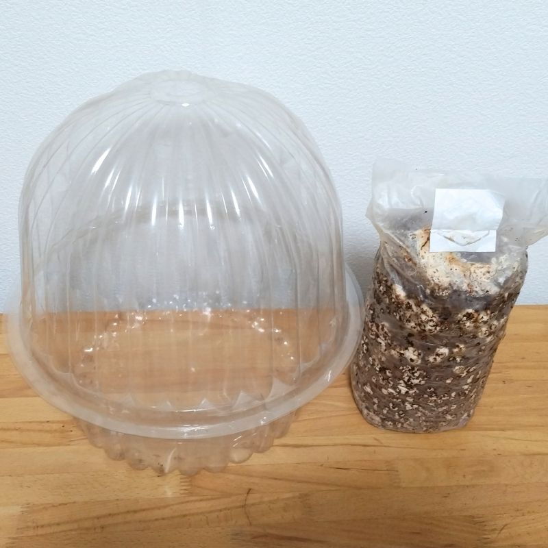 今回はこのケースと菌床で栽培します