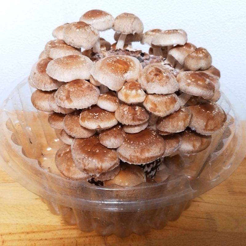 6日目 いよいよ全部収穫です