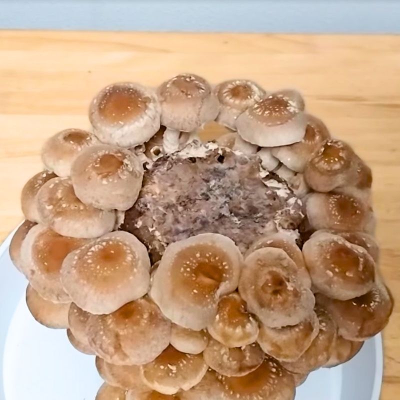 上から見た様子