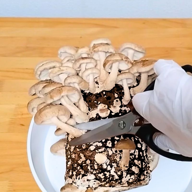 ハサミが入りやすいように、外側から少しずつ収穫していきました