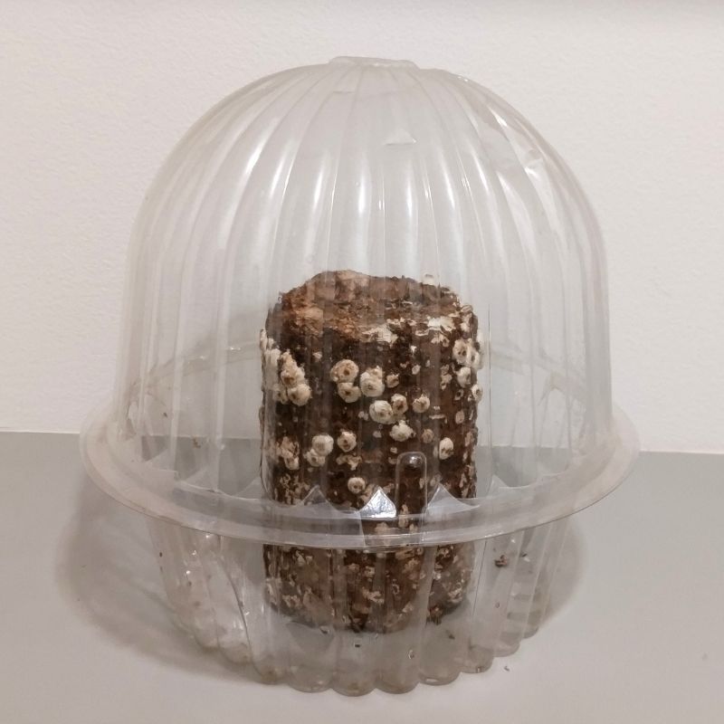 栽培用ケースに入れた状態