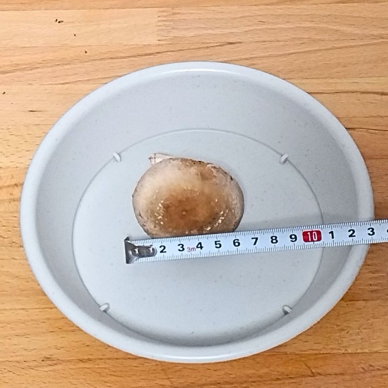 大きいもので直径7cm弱