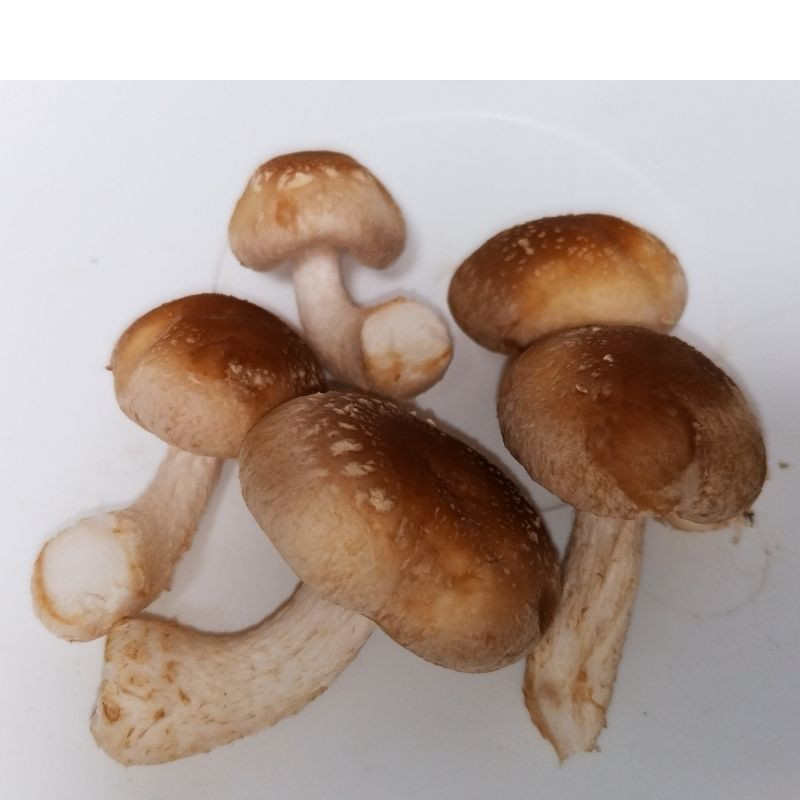 5個間引き収穫しました