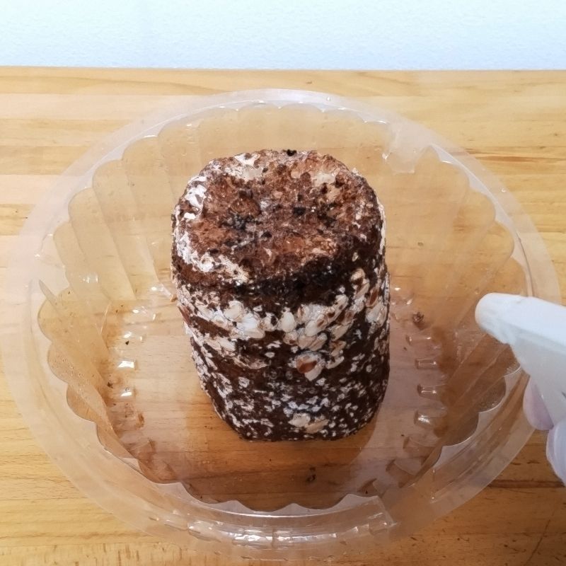 休ませている間も、霧吹きで水分を与える