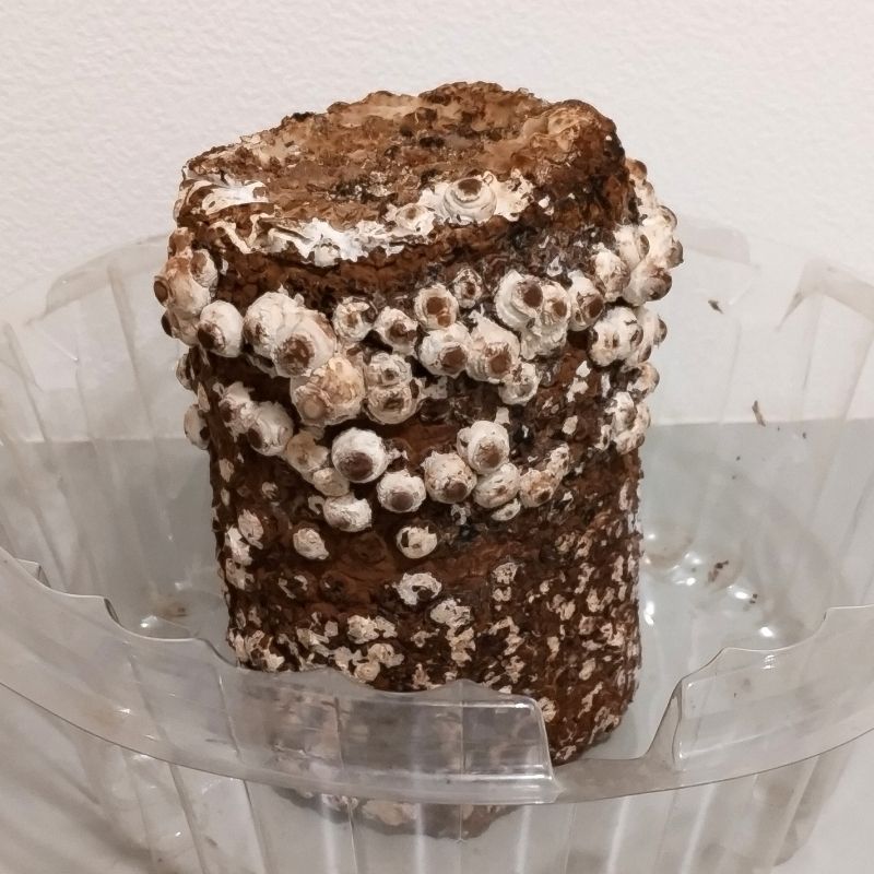 2日目 芽が大きくなってきました