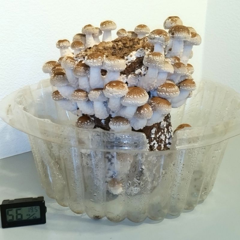 4日目 キノコらしくなってきました