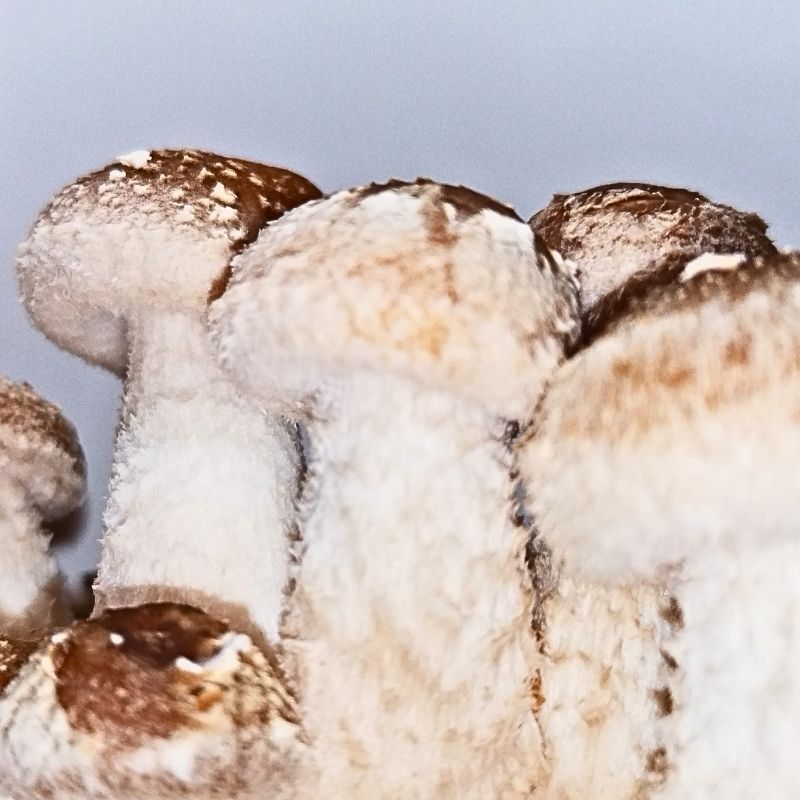 まだ傘は開いていません