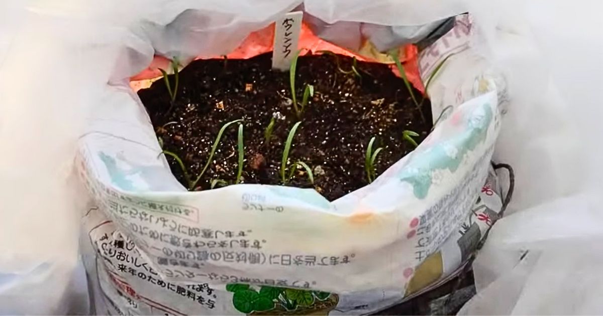 ホウレンソウの袋栽培