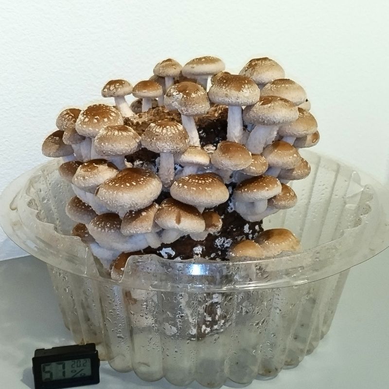 5日目 よく見るしいたけの形になりました