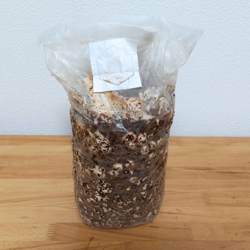 こちらが菌床のみ