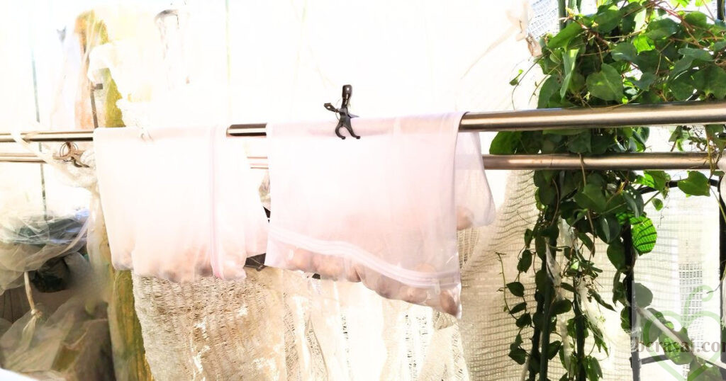 ベランダに干しているしいたけ