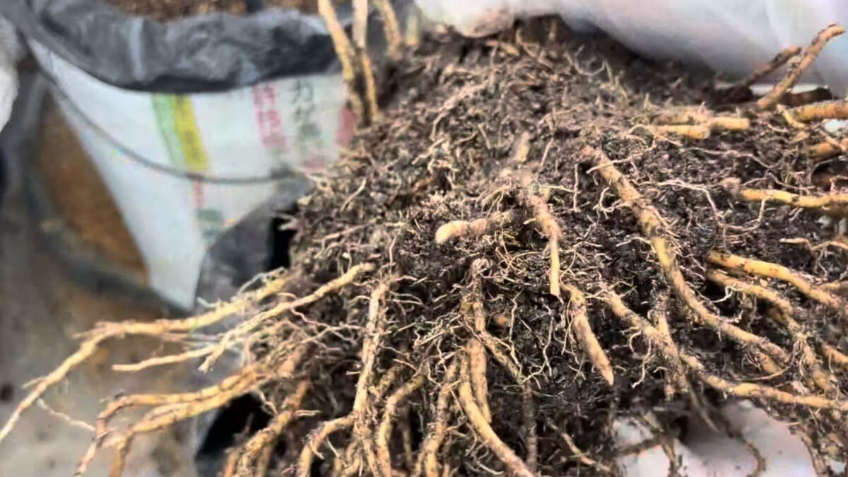 取り出した根株