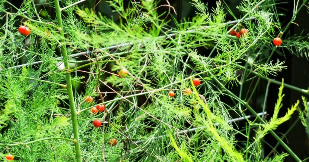 アスパラガスの特徴