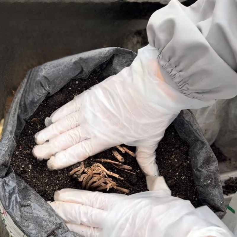 株元と土をなじませ、押さえる