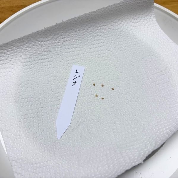 dwarf-mini-tomato-regina-矮性ミニトマト　レジナの種
