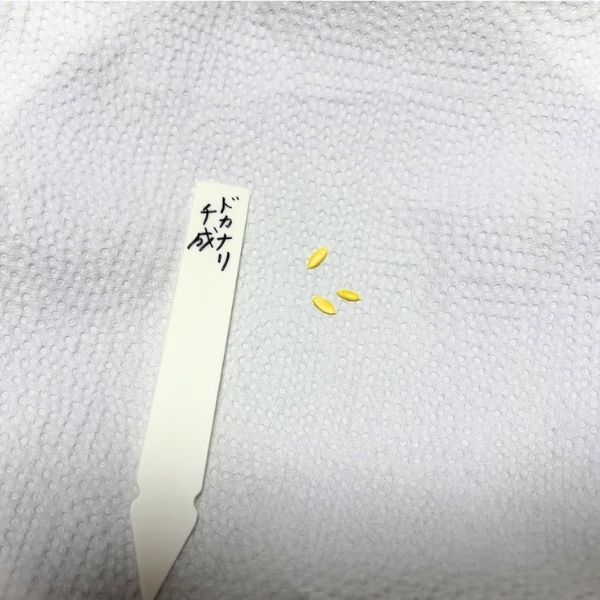 ミニキュウリ　ドカナリ千成の種