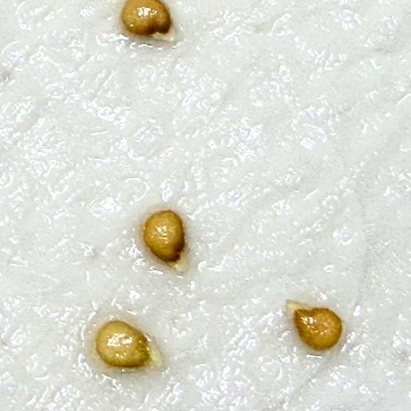 ミニトマトの種　拡大すると発根しています。