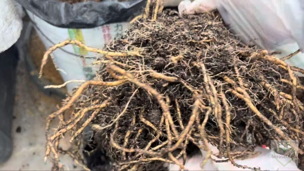 取り出した根株