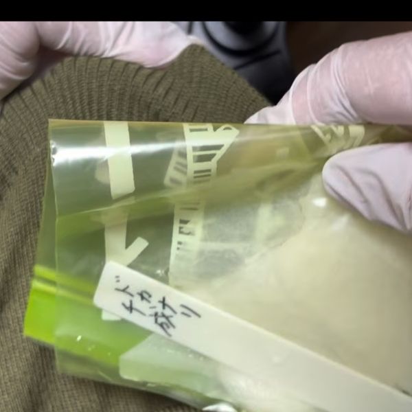 腹巻きにドカナリ千成の種の袋を入れる