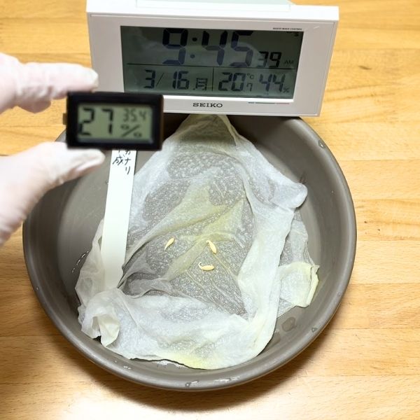 ミニキュウリの種　開始後12時間足らずで全て発根していました