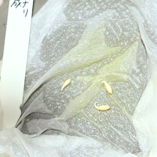 ミニキュウリ　発根の様子