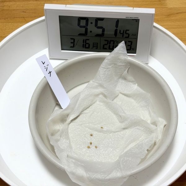 ミニトマトの種　発根の様子