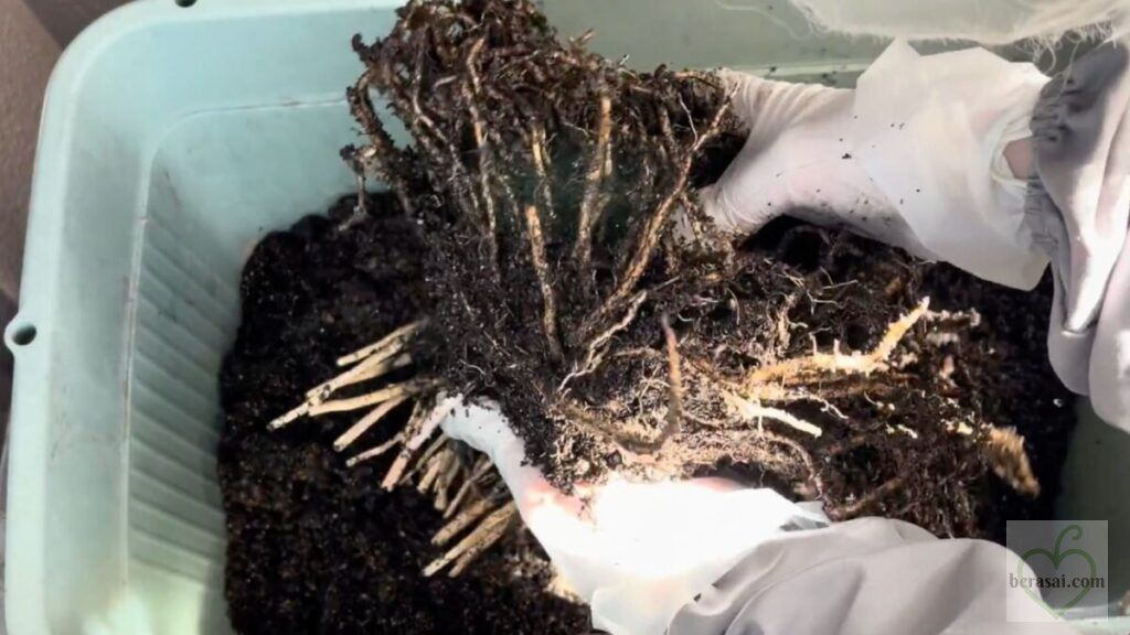 根の周りの土を軽くほぐして落とす