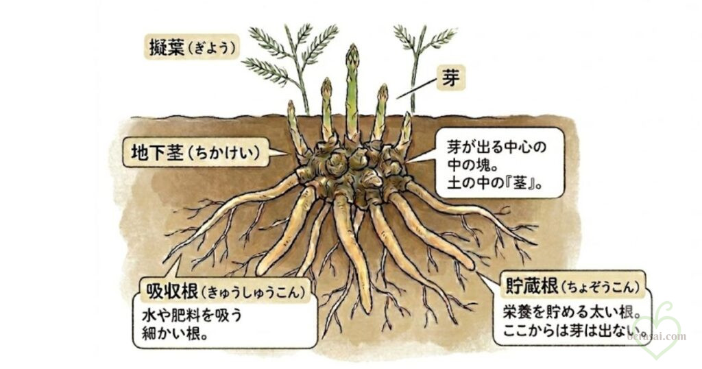 アスパラガスの地中の様子