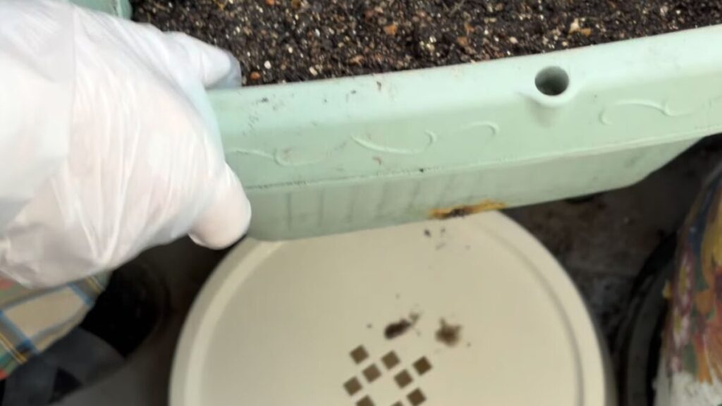 プランターにたまった水を抜く