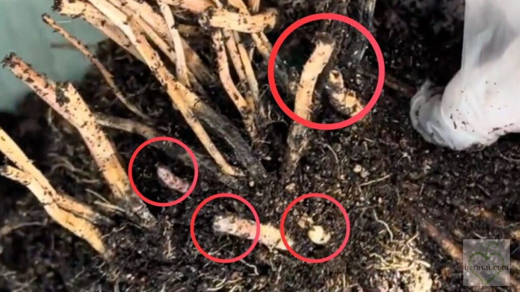 土で見にくいですが、すでにいくつか芽が出ていました。