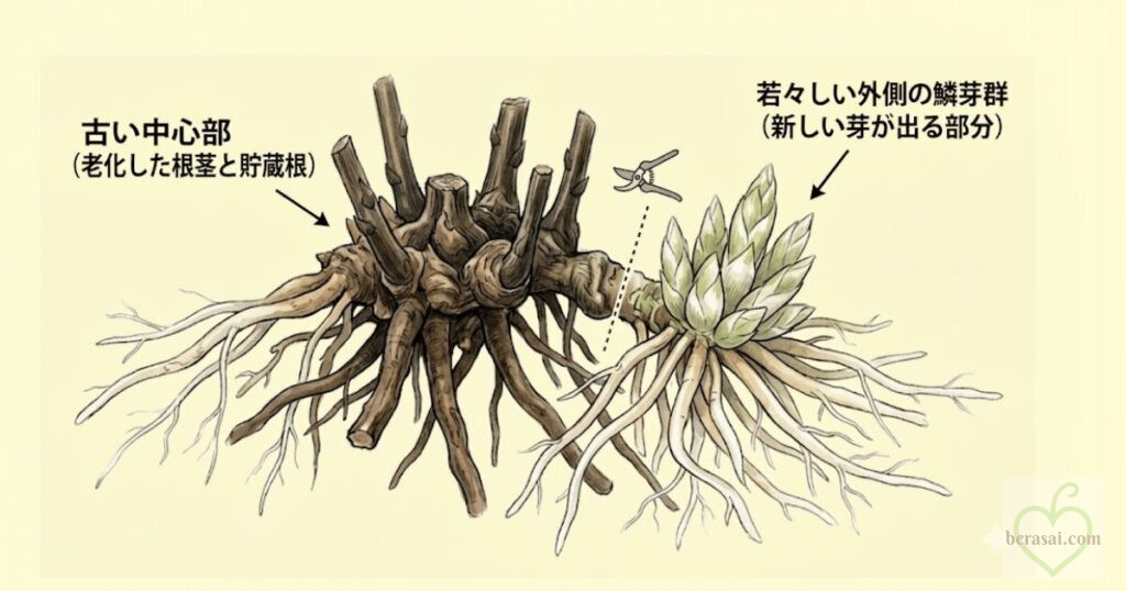 鱗芽群(りんがぐん)