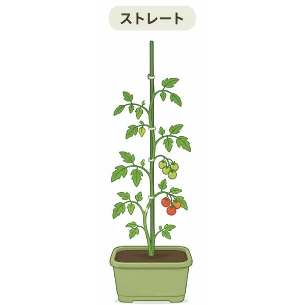 1本支柱・ストレート仕立て