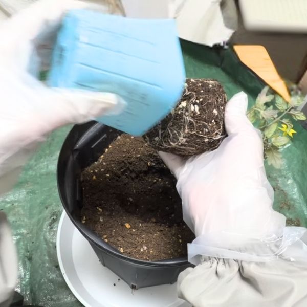 ポットからそっと取り出す