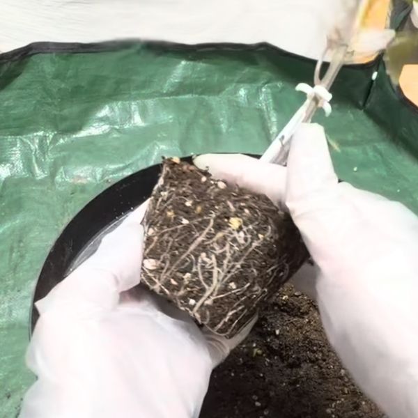 手を添えて置く