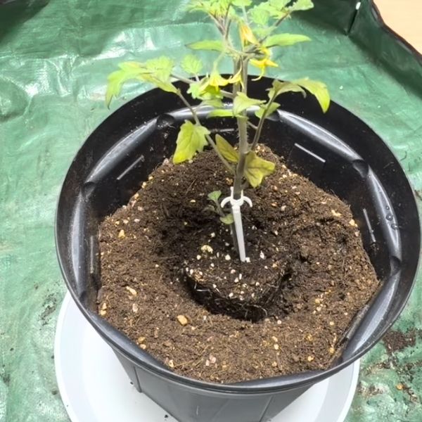 苗を置いた様子