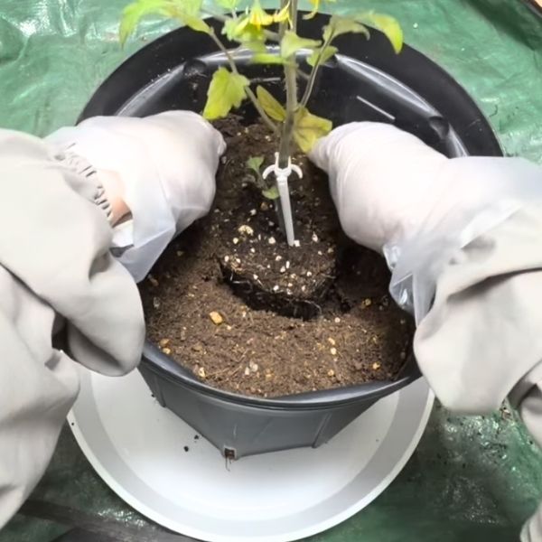 周りの土を寄せる