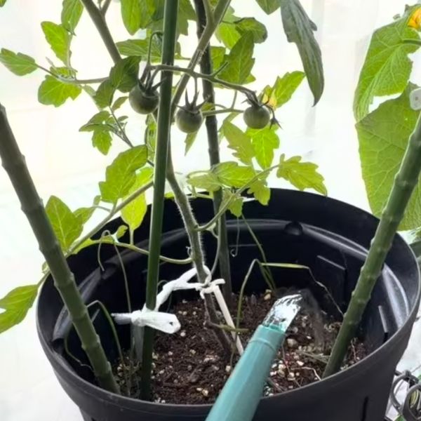 液体肥料で追肥