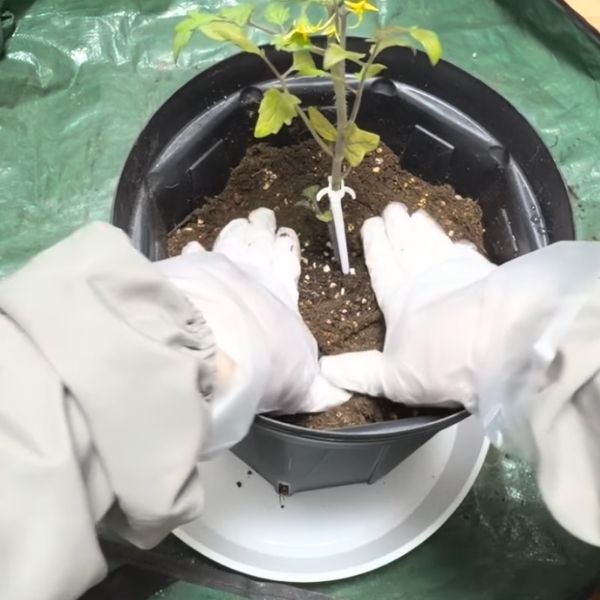 表面が平らになるように押さえる