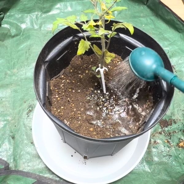 ジョウロのハス口を下にして、たっぷりと水やり